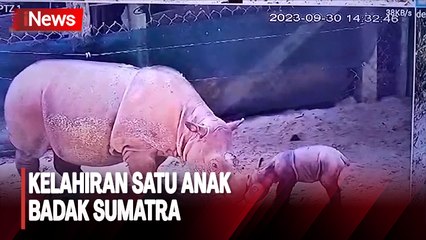 Selamat! Satu Anak Badak Sumatra Lahir di Taman Nasional Way Kambas