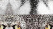 wolves are not dogs ,wolve print vs human print.