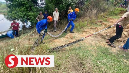 80kg python caught in Baling