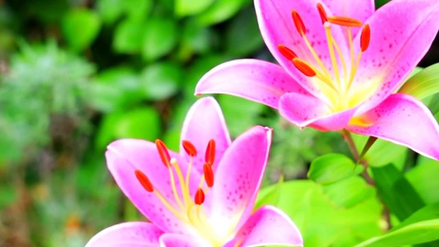 Beautiful Clean Nature View | 4K Nature | Beautiful Scenery | Relaxation