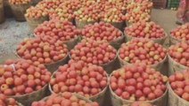 కర్నూలు జిల్లా: పడిపోయిన టమోటా ధరలు