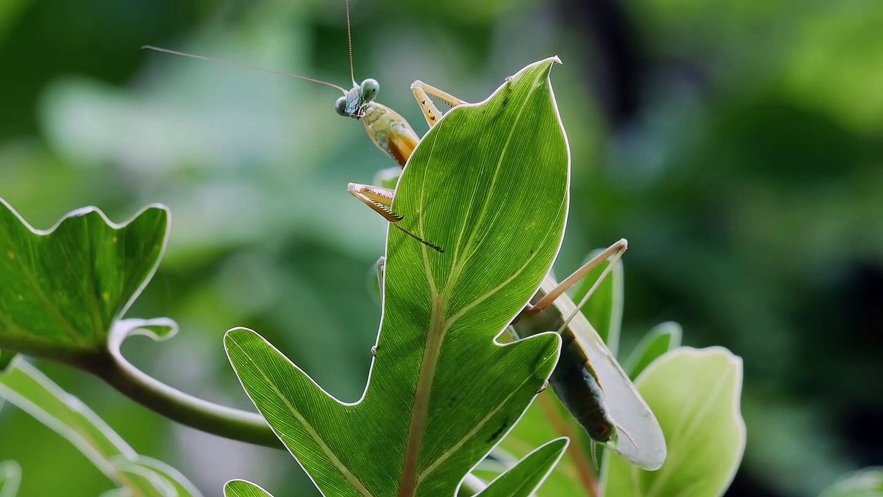 Asian mantis