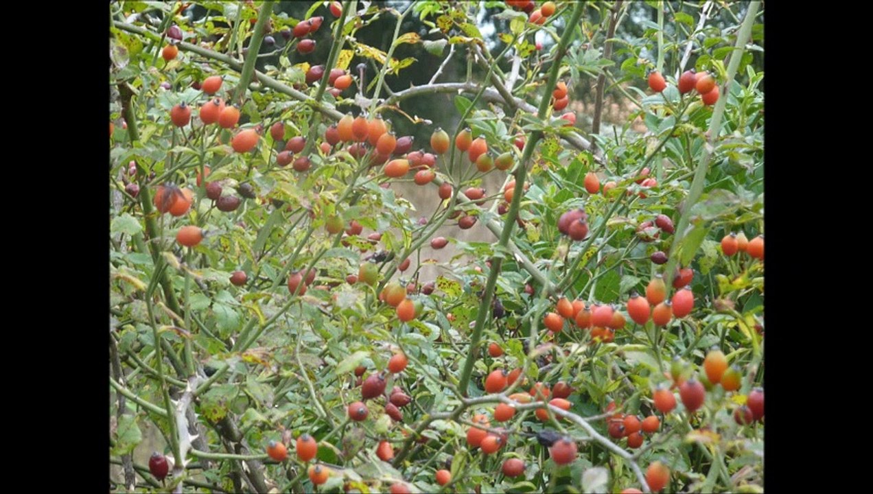 Plantes