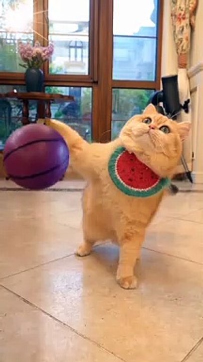 Baby Cats - Cute and Funny Cat Videos Compilation #8 | Aww Animals · Aww Animals