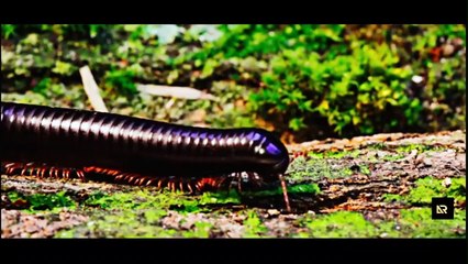 Fakta Kaki Seribu Yang Harus kamu Ketahui