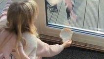 Girl can't stop giggling while innocently teasing ducks with a slice of bread
