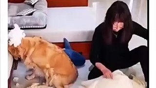 Hay please  stop  this dog! Dog funny video.