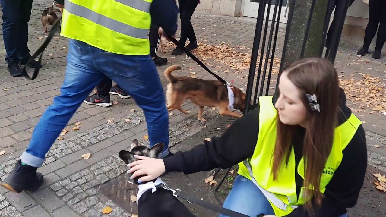 Światowy Dzień Zwierząt we Włocławku