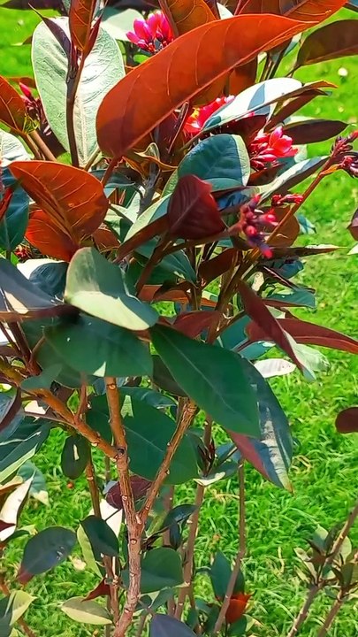 Ambient Study Nature | 4K Natural Flowers | Relaxing Body