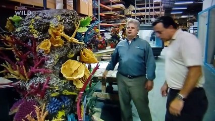 Les rois des aquariums : Plus vrai que nature