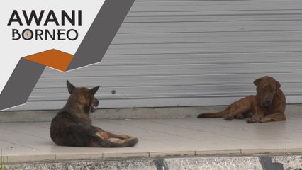 Sasar 40,000 haiwan peliharaan Sarawak divaksin tahun ini