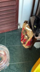 Black Cat Excitedly Dances For Water