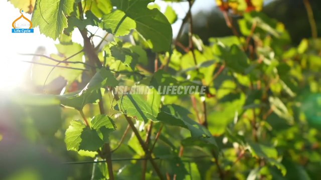 Qaum e Saba Ka Waqiya _ Allah Ka Azaab _ Islamic Stories _ Islamic LifeCycle