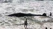Baleia de 11 metros encalha em praia de Florianópolis