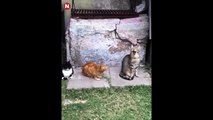 Funniest Cats Videos, The Siliest, Cutest And Funniest Cats 1