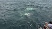 Massive Group of Whales Feeding Off the Coast of Cape Cod