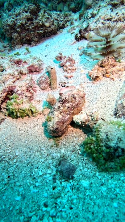 Sea Creatures Display Their Disappearing Act