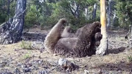 Kütahya’da bir boz ayının kaşınma keyfi kameraya yakalandı