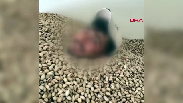 Depodaki fıstıkların arasına girip yüzdü, yetmedi bir de kabukları tükürdü! Videodaki kişi her yerde aranıyor