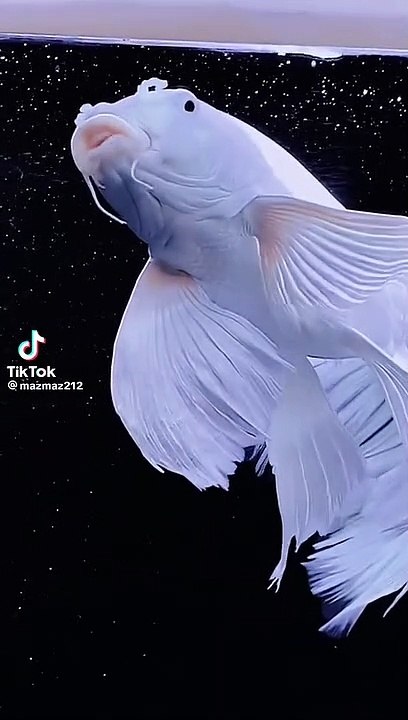 koi
