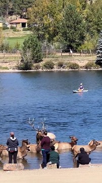 People Get Too Close to Elk at Estes Park