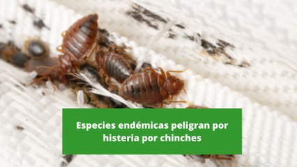 Descargar video: Especies endémicas peligran por histeria por chinches