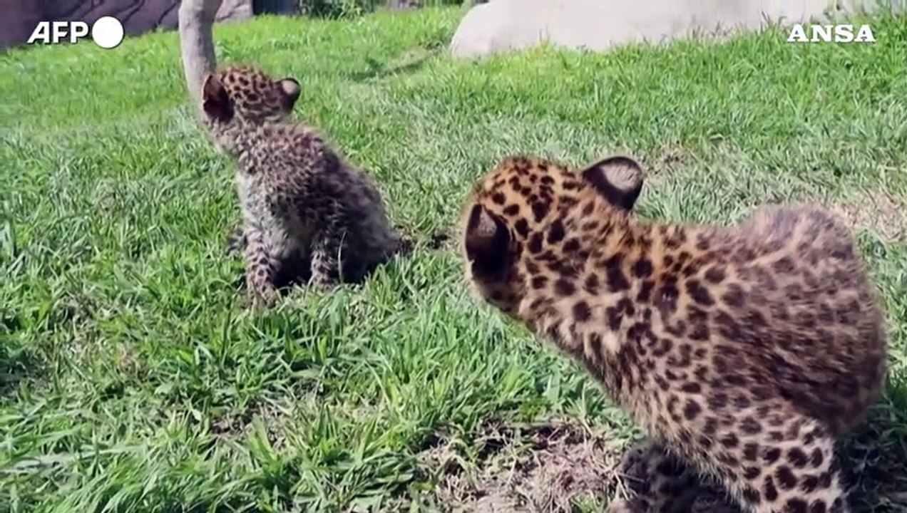 Cuccioli di leopardo presentati in uno zoo peruviano