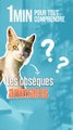 Obsèques animales : naviguer avec tendresse la perte de nos animaux de compagnie !