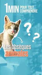Obsèques animales : naviguer avec tendresse la perte de nos animaux de compagnie !
