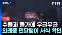 [단독] 한밤중 수풀과 물가에 우글우글...외래종 표범무늬민달팽이 서식 확인 / YTN
