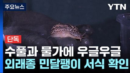 [단독] 한밤중 수풀과 물가에 우글우글...외래종 표범무늬민달팽이 서식 확인 / YTN