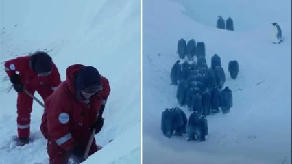 BBC film crew broke big ‘no interference’ rule after spotting problem while filming penguins