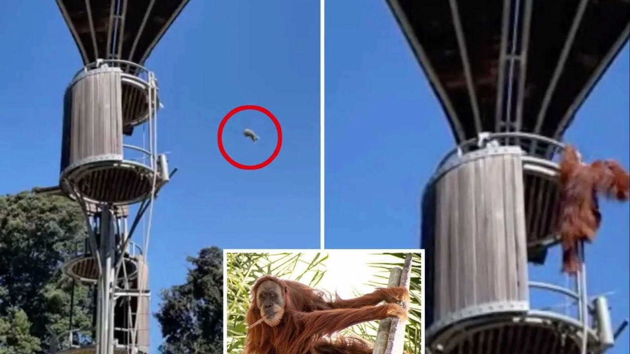 Orangutan launches possum out of enclosure at zoo — as horrified visitors scream