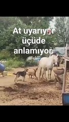 At kendisini rahatsız eden köpeklere uzun süre sabretti! Sabrı taşınca da olanlar oldu