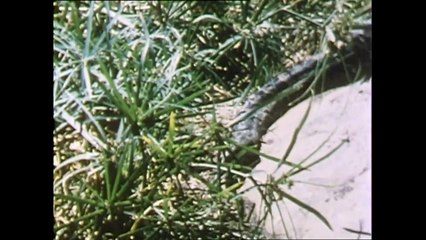 ΑΓΙΟΣ ΠΑΝΤΕΛΕΗΜΩΝ - 1985 - VHSRip - 1280x720