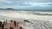 Baleia encalhada em Florianópolis vira 