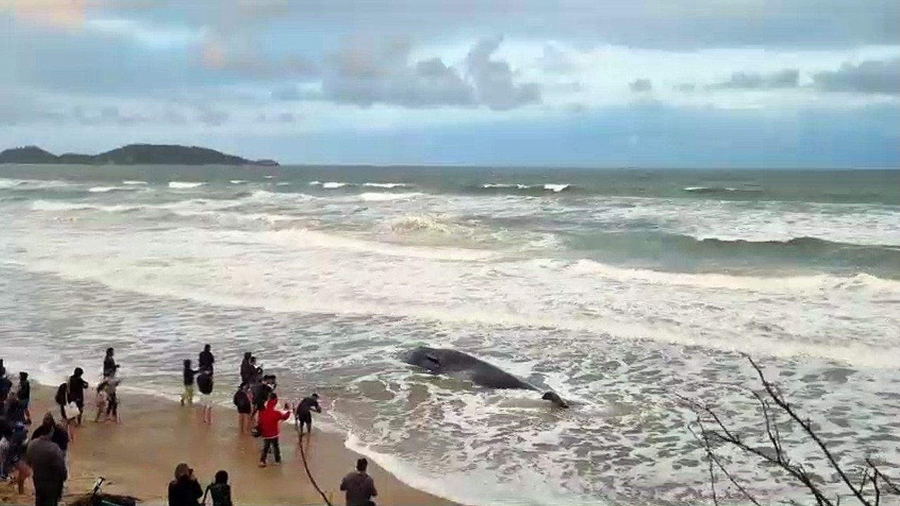 Baleia encalhada em Florianópolis vira "atração...