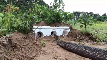 Venomous Snakes Lured into Unusual Trap