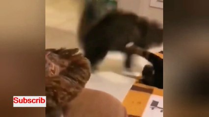 Funny animal videos ll Cute animals ll Funny videos ll funny animals