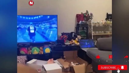 Funniest Cats Videos, The Siliest, Cutest And Funniest Cats 7