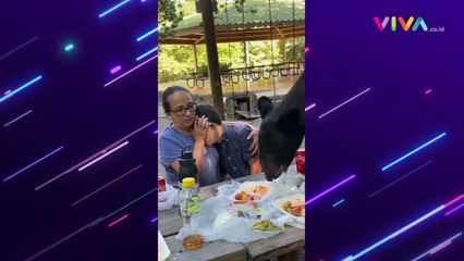 Lagik Piknik, Ibu Lindungi Anaknya dari Beruang Hitam