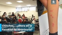 UNAM suspende clases en la Facultad de Veterinaria por plaga de chinches