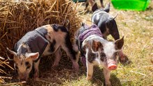 'Dan Hamdrews' wins first place in Walbundrie Show pig races