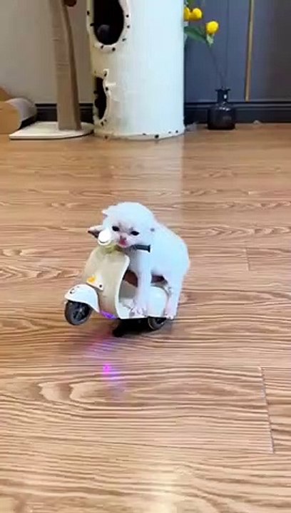 Cat funny Cat cute videos ICat funny videos | Cat playing I cat memes videos I cat kittens videos