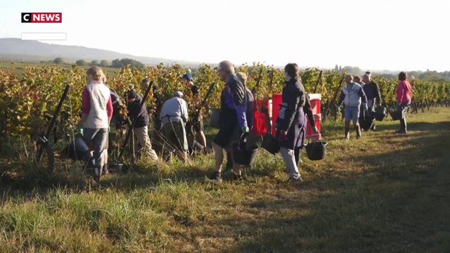 Bas-Rhin : des cépages résistants aux maladies