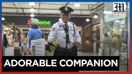 Stray cats join Philippine security guards