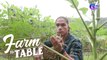 Learning about the different plants at Platinum Island Farm | Farm To Table