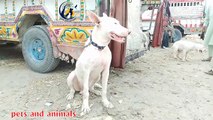 Dogs Mela | Dogs mandi | Pakistan Famous Dogs Market 203 | Kohat Dogs Baza,