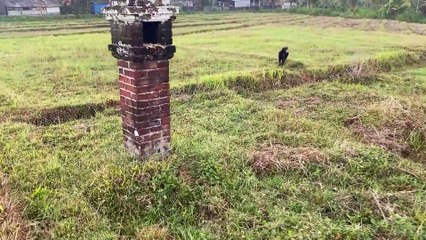 Gupi's Exciting Quest to Find the Hidden Fixed Wing ✈️