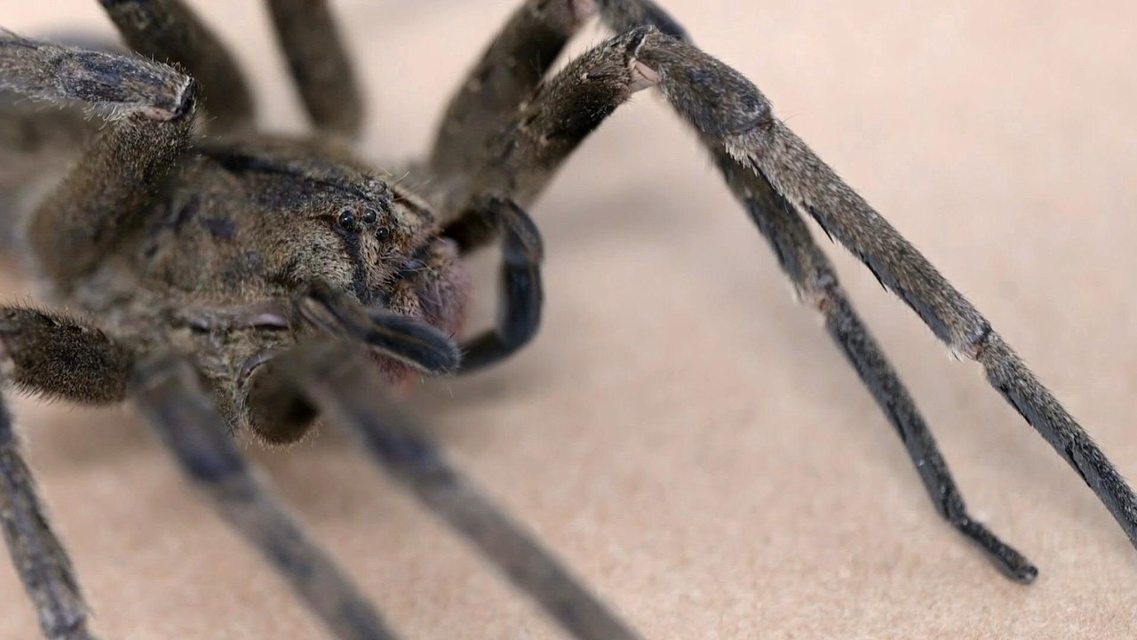 Spinnengift führt zu Erektion und könnte Viagra ablösen